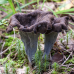 Мицелий Лисички серой / Вороночник рожковидный (Craterellus cornukopioides) Мицелий Лисички серой / Вороночник рожковидный (Craterellus cornukopioides)